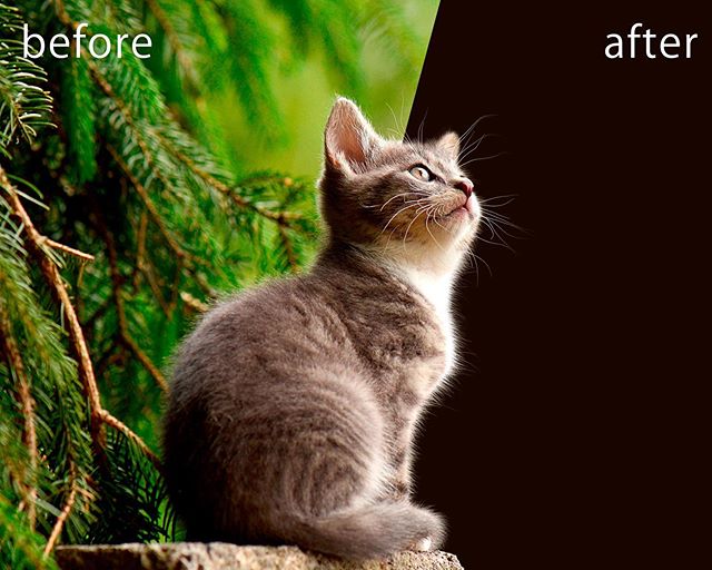 ネコの切抜き。毛並み感を重視したレタッチです。 – from Instagram