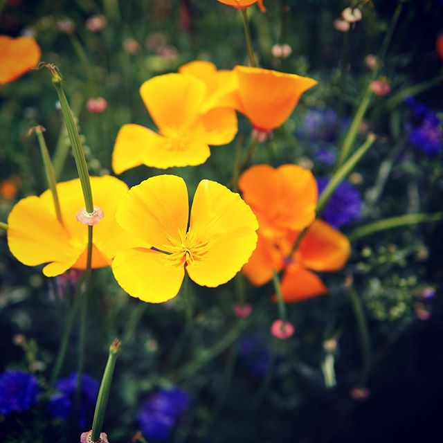 花。 - from Instagram