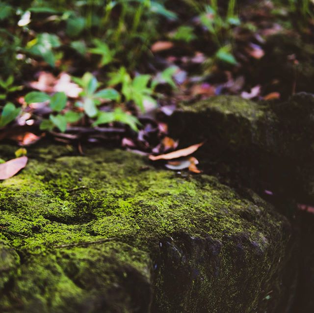 岩苔。 - from Instagram