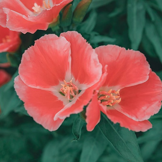 Godetia. – from Instagram