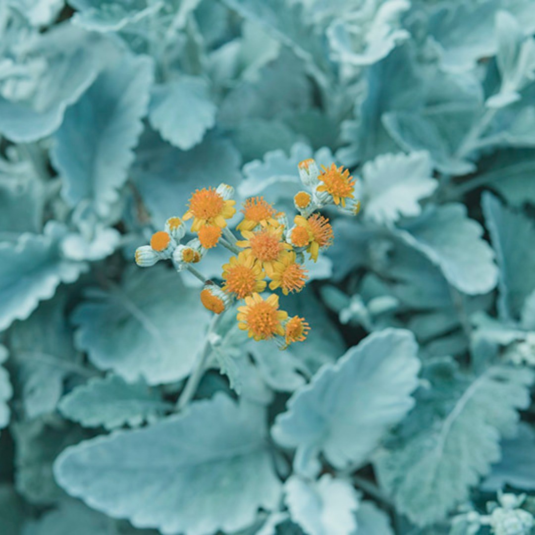 小さな黄色の花。 – from Instagram