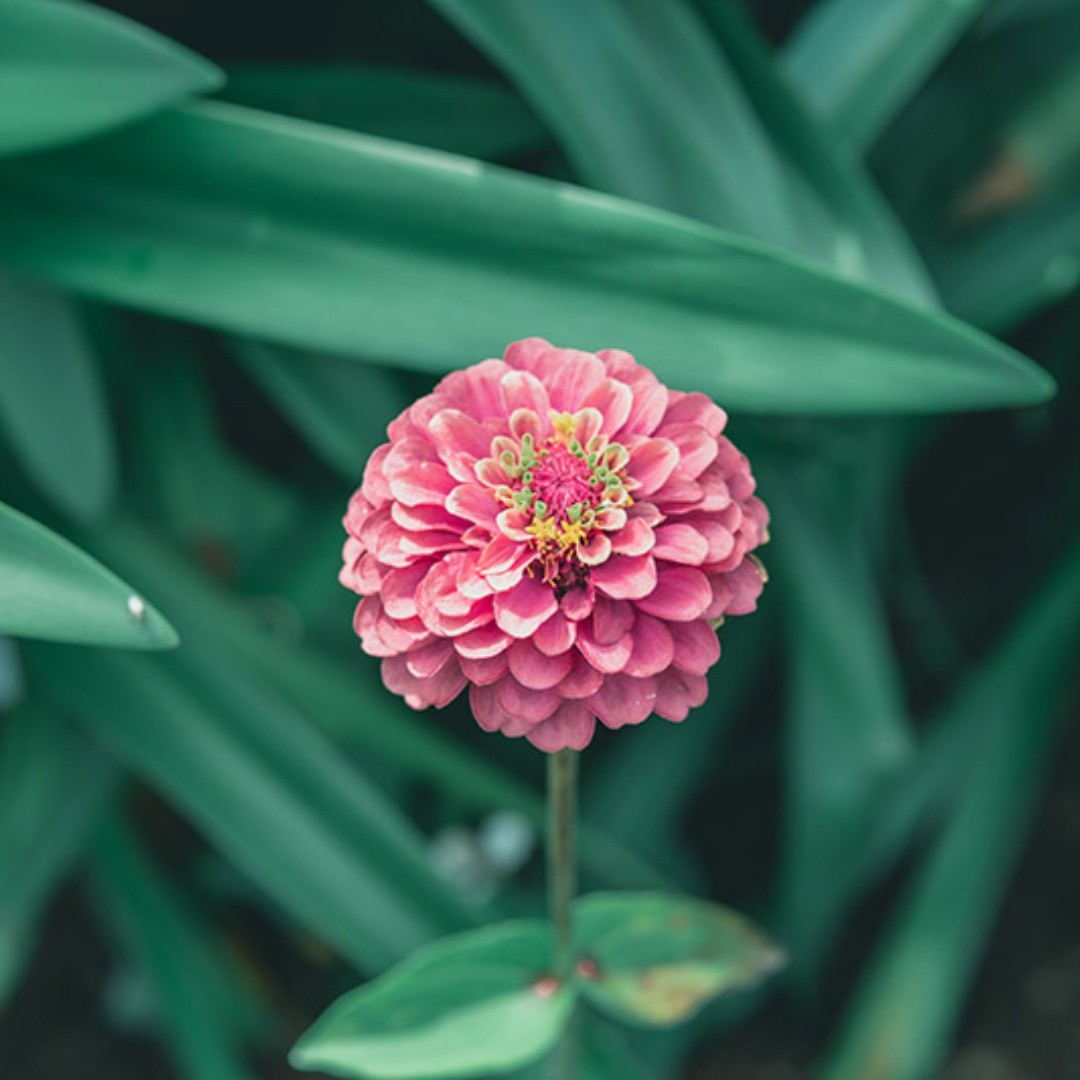 Zinnia（ジニア） – from Instagram