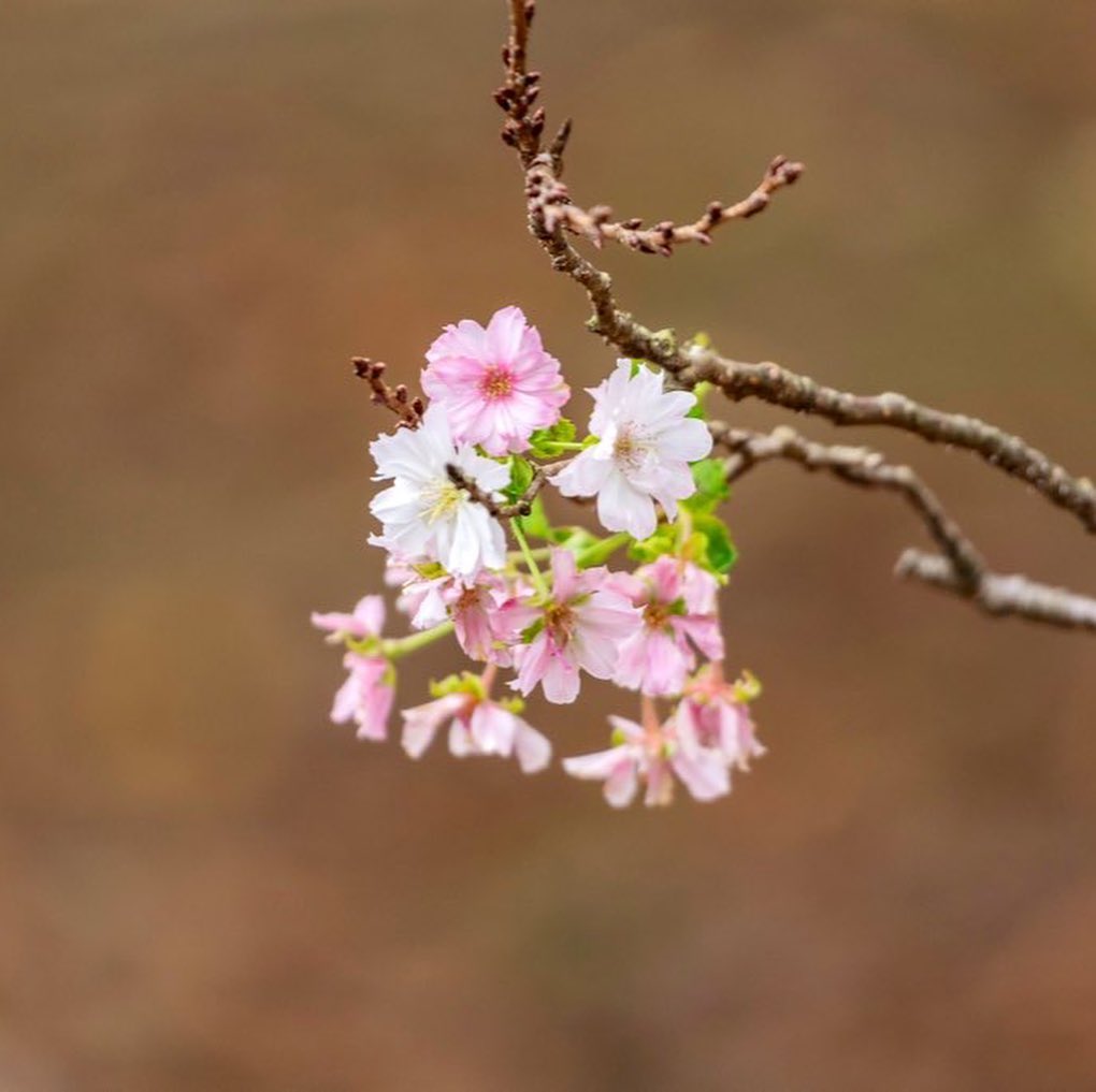 秋探し。十月桜は咲き始めかな？紅葉はもう少し先だね、気温が一気に下がれば色づきも期待。 – フォトレタッチ